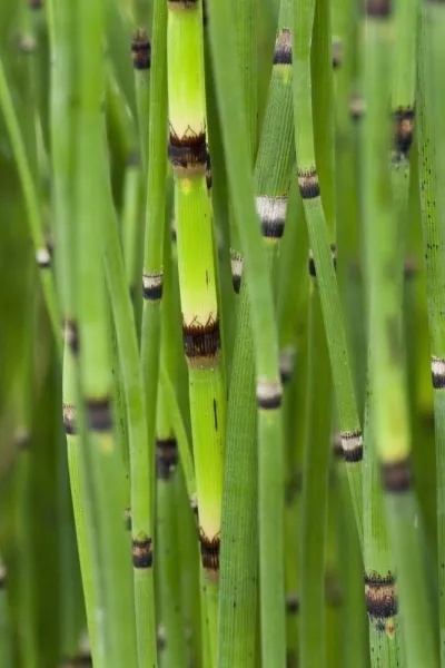 ogrody-swiata-ogrod-botaniczny-w-poznaniu-84