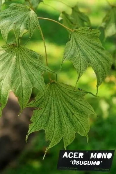 ogrody-swiata-Giardini-Botanici-Villa-Taranto-15