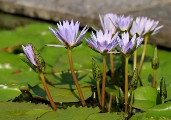 ogrody-swiata-giardini-botanici-villa-taranto-galeria-15