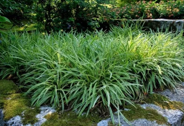 ogrody-swiata-giardini-botanici-villa-taranto-galeria-2