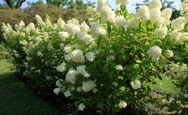 ogrody-swiata-giardini-botanici-villa-taranto-galeria-22