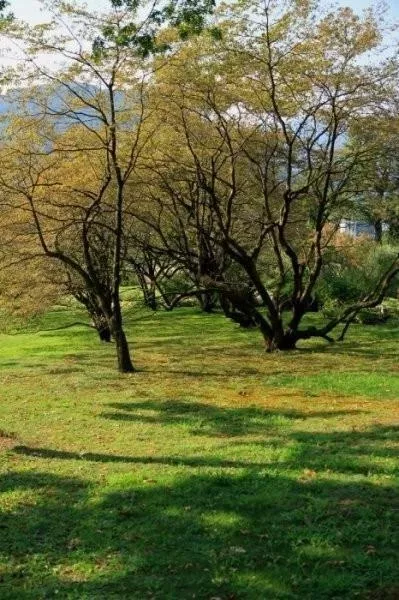 ogrody-swiata-giardini-botanici-villa-taranto-galeria-23