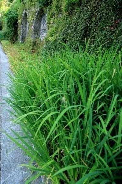 ogrody-swiata-giardini-botanici-villa-taranto-galeria-29